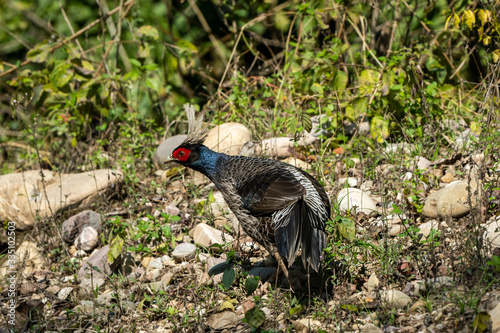 Kalij pheasant or Lophura leucomelanos at dhikala zone of jim corbett national park or tiger reserve, uttarakhand, india