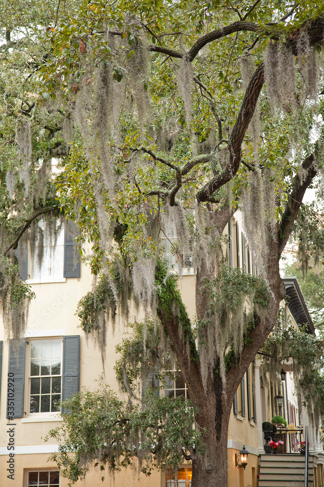Spanish moss (Tillandsia usneoides) on crooked live oak trees in Savannah, Georgia, USA Spanish moss (Tillandsia usneoides) on crooked live oak trees in Savannah, Georgia, USA
