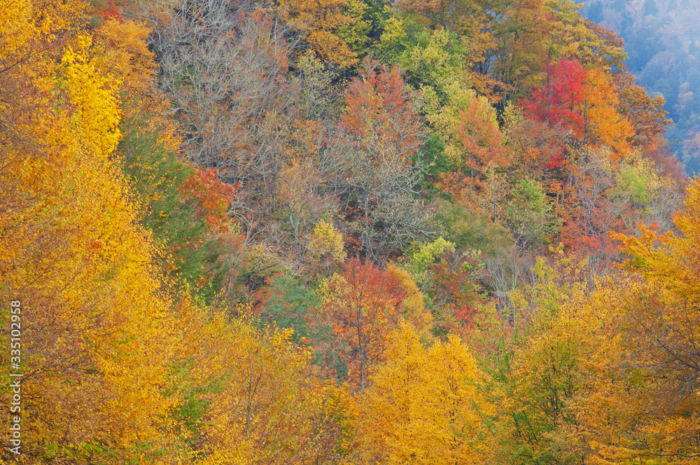Autumn landscap Deep Creek Overlook, Great Smoky Mountains National Park, North Carolina, USA Autumn landscap Deep Creek Overlook, Great Smoky Mountains National Park, North Carolina, USA