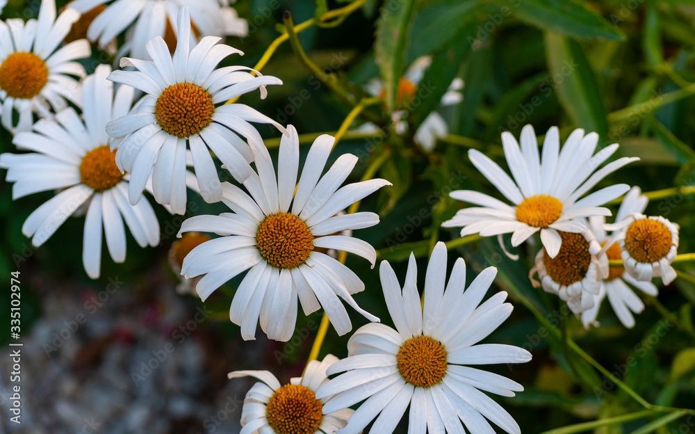 Obraz premium marguerites en fleur dans un jardin.