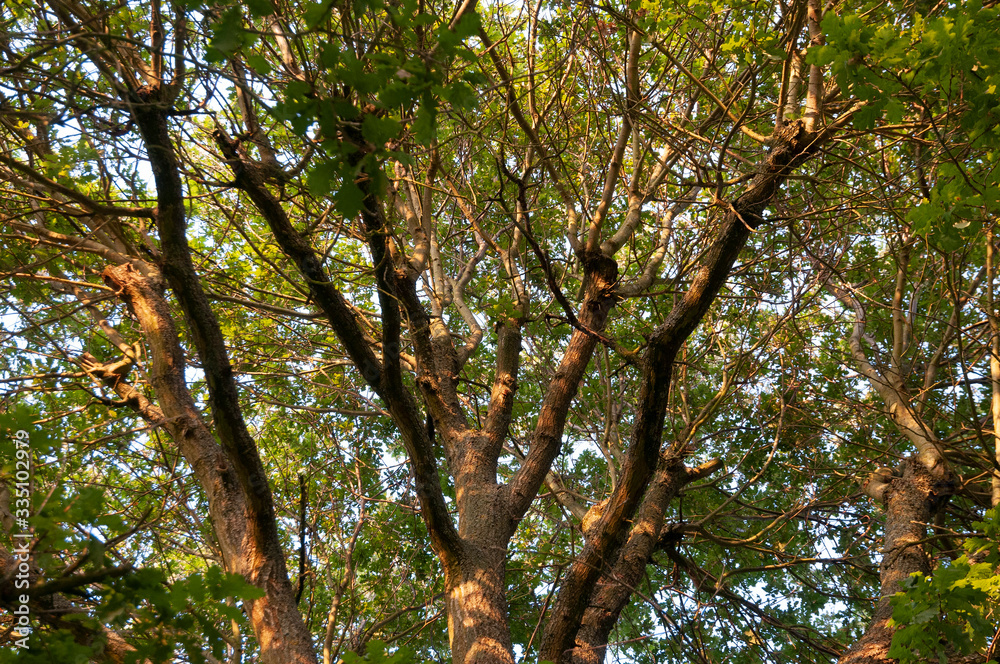 Fototapeta premium branches et feuillage d'un chêne.