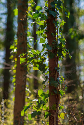 Ivy twines around a small tree trunk in sunlight, blurred background, shallow depth of field