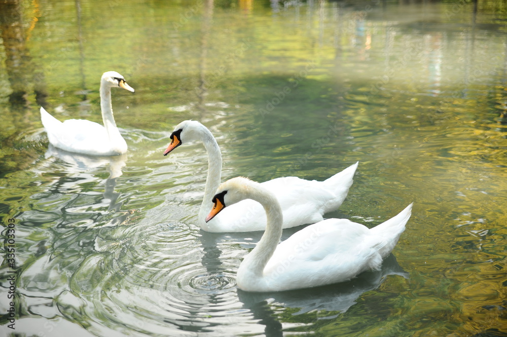 Fototapeta premium wan, bird, water, lake, white, nature, animal, wildlife, pond, birds, beautiful, swimming, love, swans, feather, reflection, beauty, swim, grace, river, graceful, family, peaceful