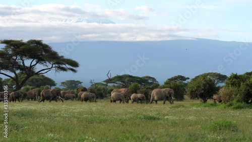 A large elephant herd walks and grazes together in front of Mt. Kilimanjaro in Amboseli National Park