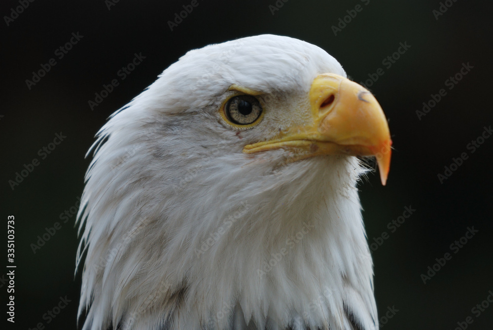 Obraz premium american bald eagle