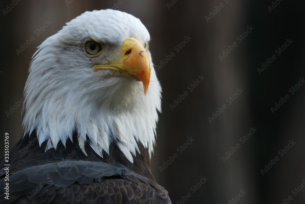 portrait of the bald eagle portrait of the bald eagle
