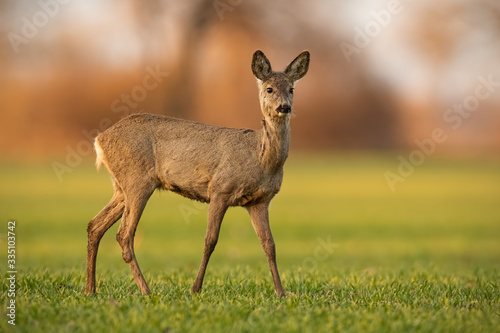 Cute roe deer, capreolus capreolus, doe walking on green field in spring nature at sunset. Alert female animal in agricultural country looking curiously with blurred background. © WildMedia