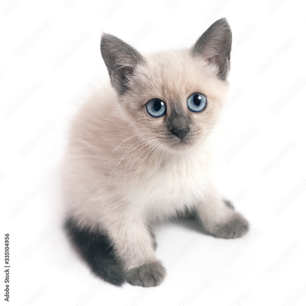 Thai kitten with blue eyes sits and looks up, white background.