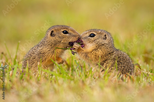 Two european ground squirrel, spermophilus citellus, standing close together and kissing. Cute sousliks in proximity on a summer meadow with grass. Animal wildlife scenery with harmonious rodents.