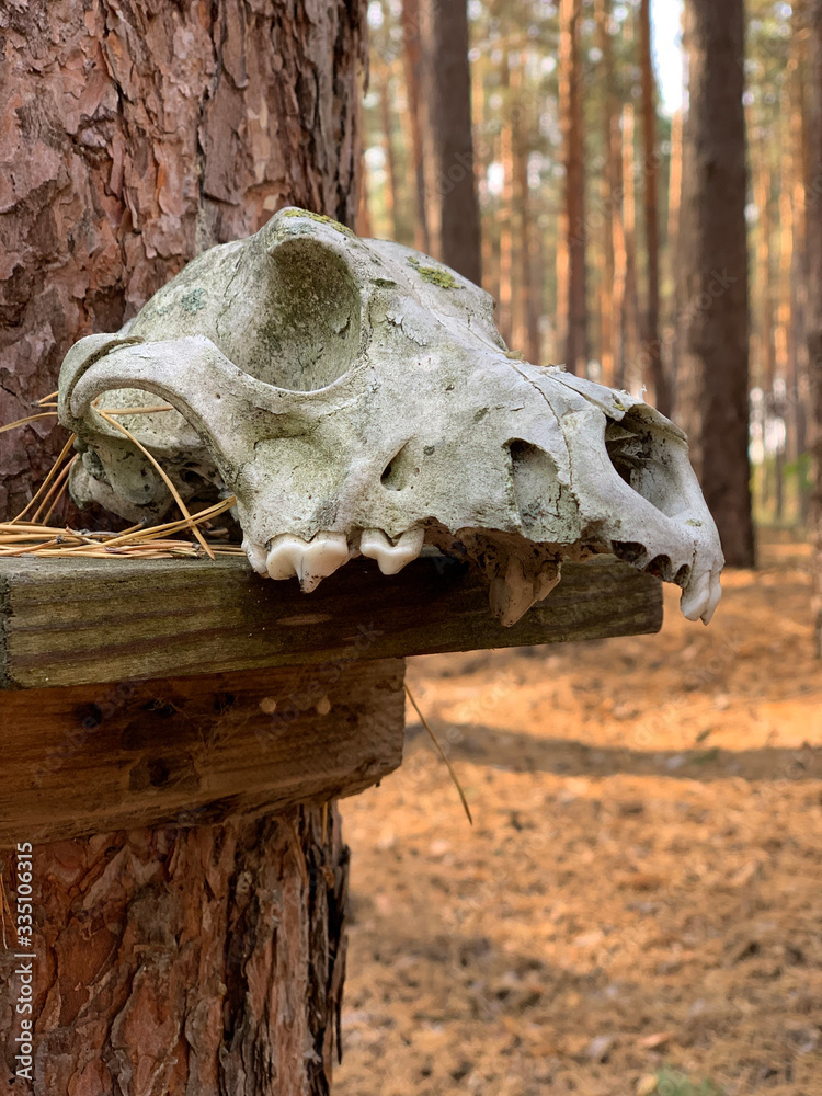skull in the forest skull in the forest