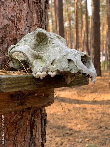 skull in the forest