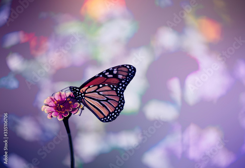 Butterfly in purple