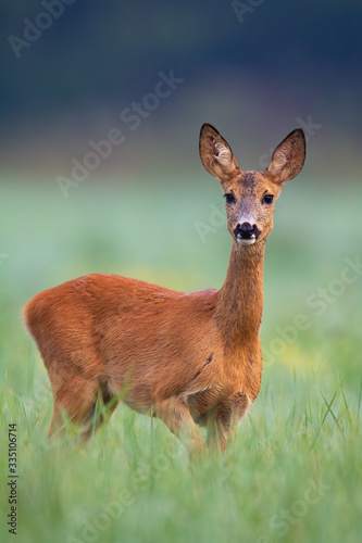 Wild roe deer, capreolus capreolus, doe walking through a hay field on early summer morning. Animal in the wilderness approaching from side view with copy space. photo