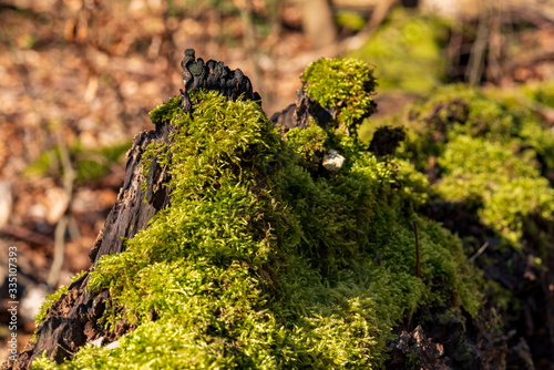 Lying, rotten tree trunk covered with fresh green moss, shallow depth of field, selective focus