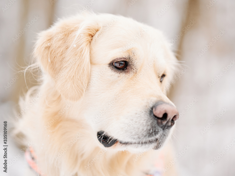 A golden retriever in the snow
