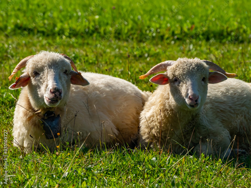Obraz premium Two sheeps laying and resting on the meadow.