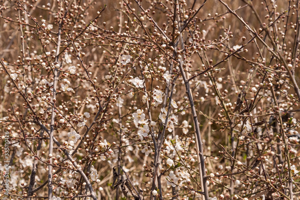 wild apricot blooming in spring, branches of an apricot tree in flowers, spring garden trees close,brown tree branches with white flowers on them wild apricot blooming in spring, branches of an apricot tree in flowers, spring garden trees close,brown tree branches with white flowers on them