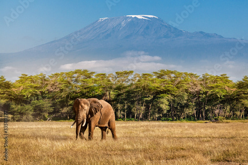 Fotografie, Obraz Elephant and Kilimanjaro