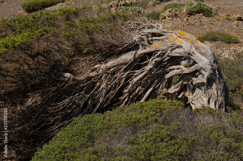 Juniper Juniperus turbinata canariensis twisted by the wind. Frontera Rural Park. El Hierro. Canary Islands. Spain. photo