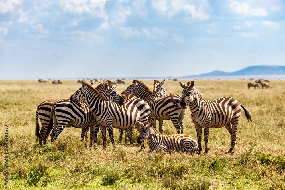 Fototapeta premium Zebras in Serengeti national park