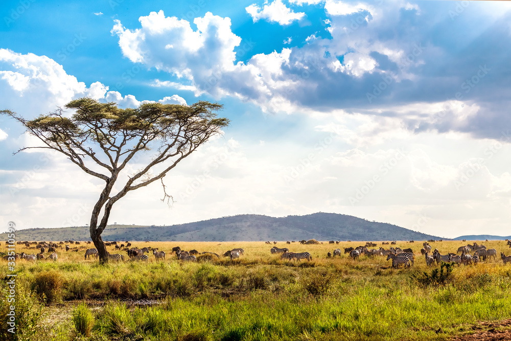 Tree in the savannah in Serengeti - obrazy, fototapety, plakaty 