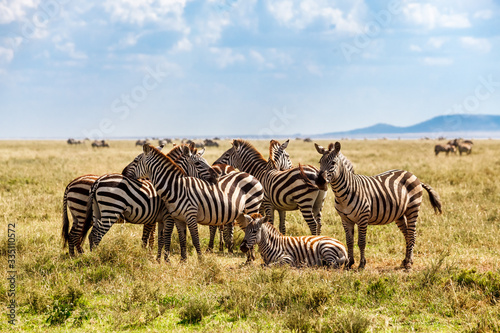 Zebras in Serengeti national park