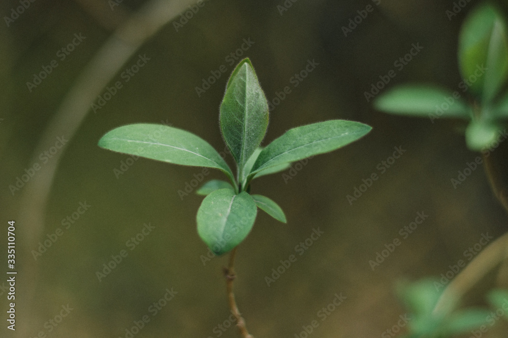 Spring green branches with small leaves Spring green branches with small leaves