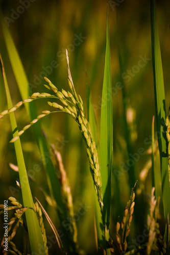 Rice plant agriculture field