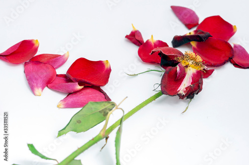 Dead rose with petals on white background.