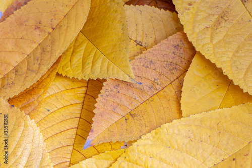 Close up shot of autumn yellow leaves.