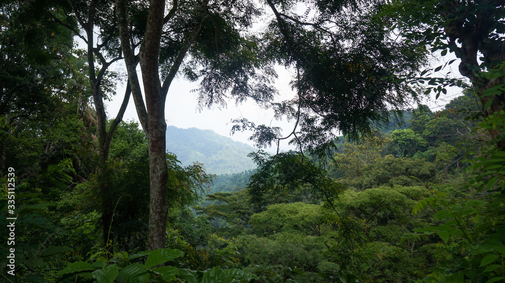 morning in the forest