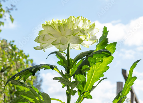 closeup of white Chrysant flower with shadows, sun shines from the right on the flower under blue sky. photo