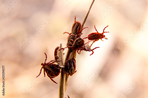 Obraz na plátně Closeup picture with a lot of mites on the stick
