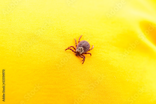 Spring mite on the yellow background