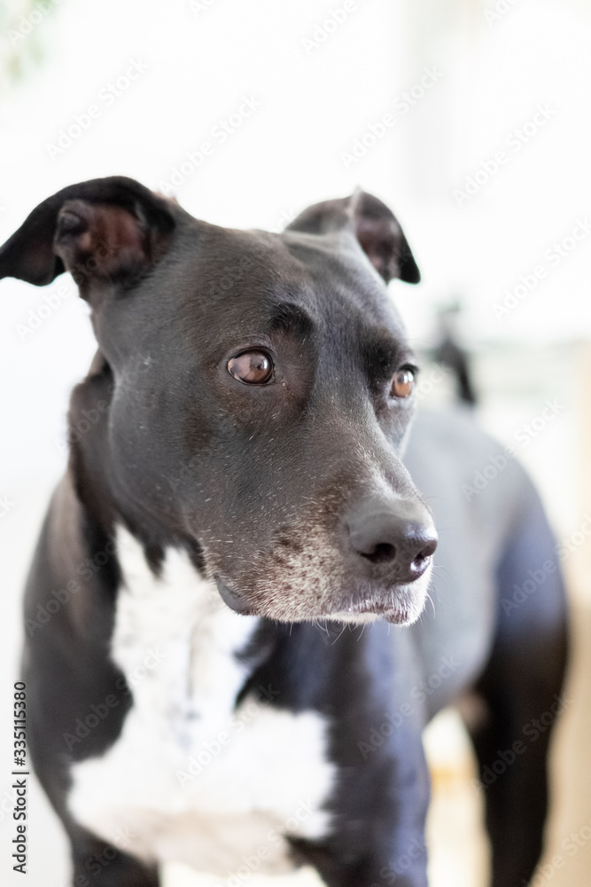 Close-up of a pit bull inside a house