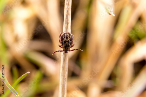 CLosep view of tick in the forest near grass