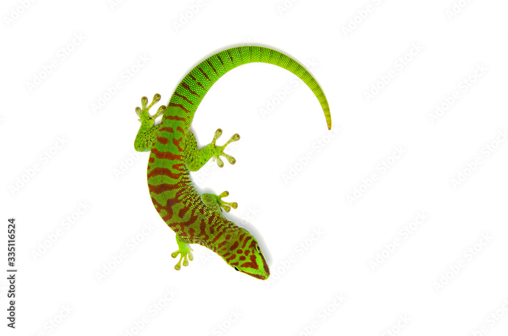 Lizard on white background