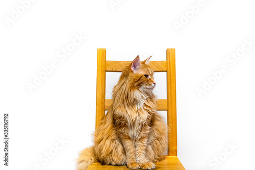 Długowłosy, rudy kot maine coon siedzący na krześle i patrzy w bok na białym tle