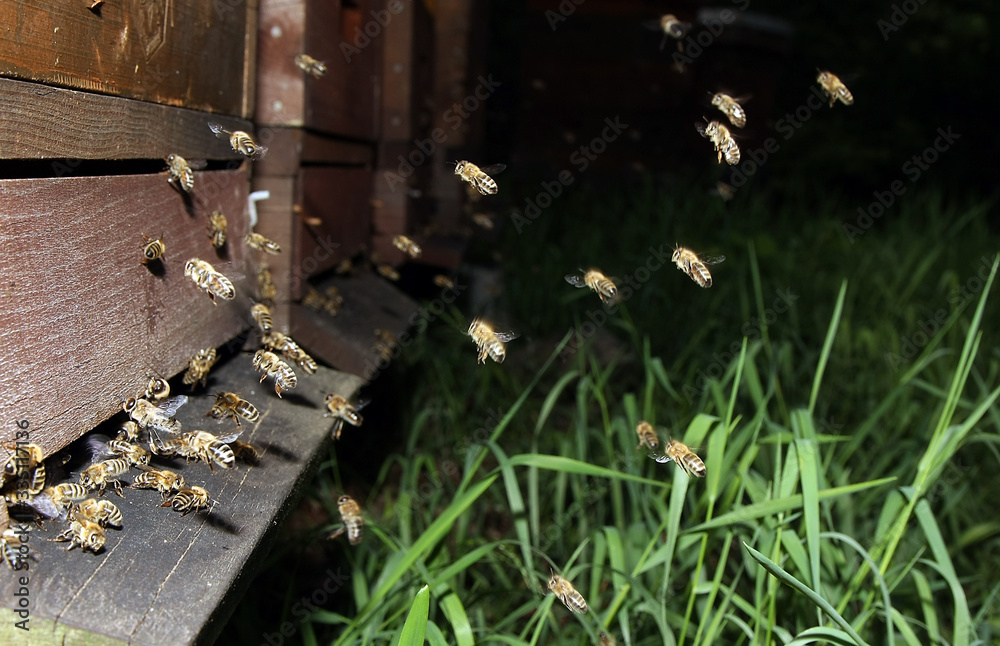 Bee, Honeybee, Nectar, Beehive, Entrance, Thuringia, Germany, Europe