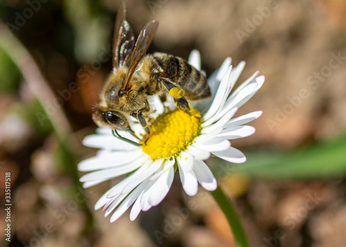 Bee collecting nectar from a daisy flower in the early spring