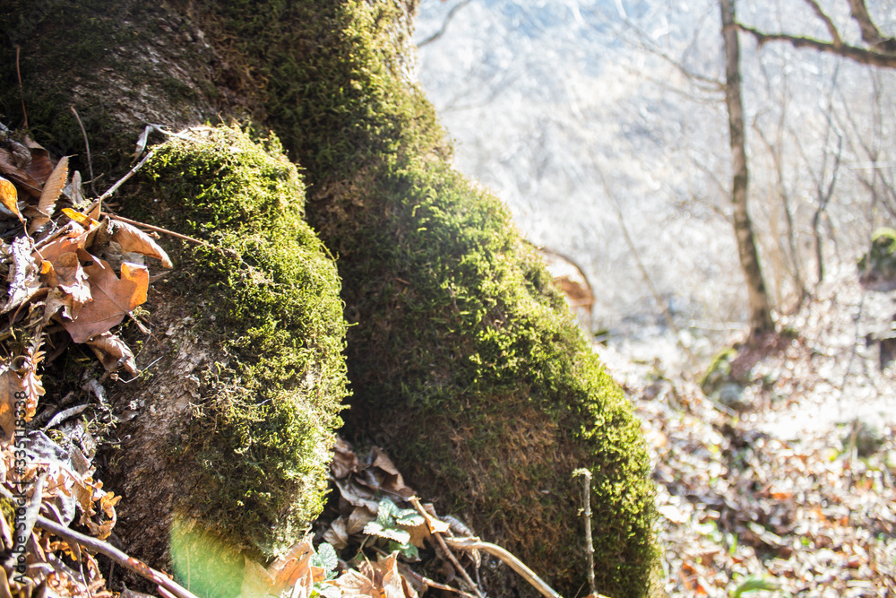 Obraz premium fresh moss on a tree