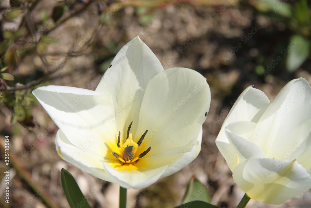 Fototapeta premium White and yellow tulip flower bud and leaves