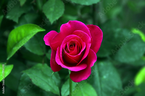 Elegant Pink Rose in Garden | Evening Photography
