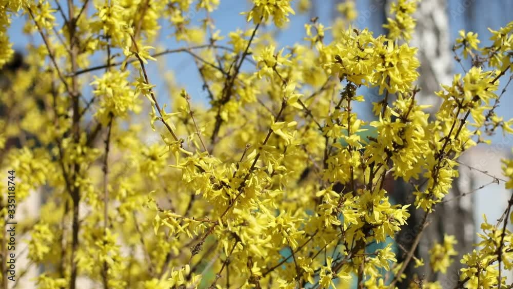 Spring easter background. Beautiful blooming Forsythia bushes. Forsythia inflorescences on a blurred background. Spring flowers. Beautiful flower garden. Abstract blurred background. Blue background. Spring easter background. Beautiful blooming Forsythia bushes. Forsythia inflorescences on a blurred background. Spring flowers. Beautiful flower garden. Abstract blurred background. Blue background.