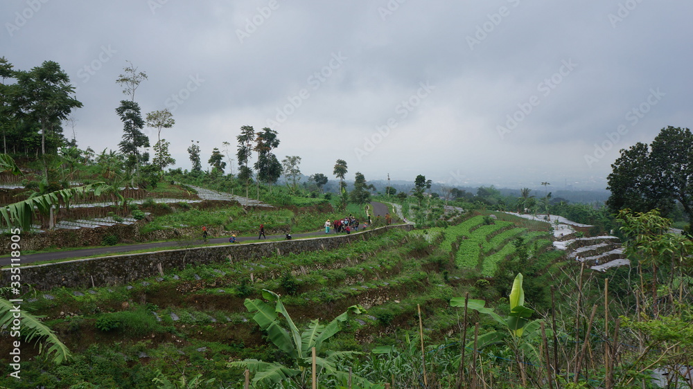 vegetable fields in central java indonesia. vegetable fields in central java indonesia.