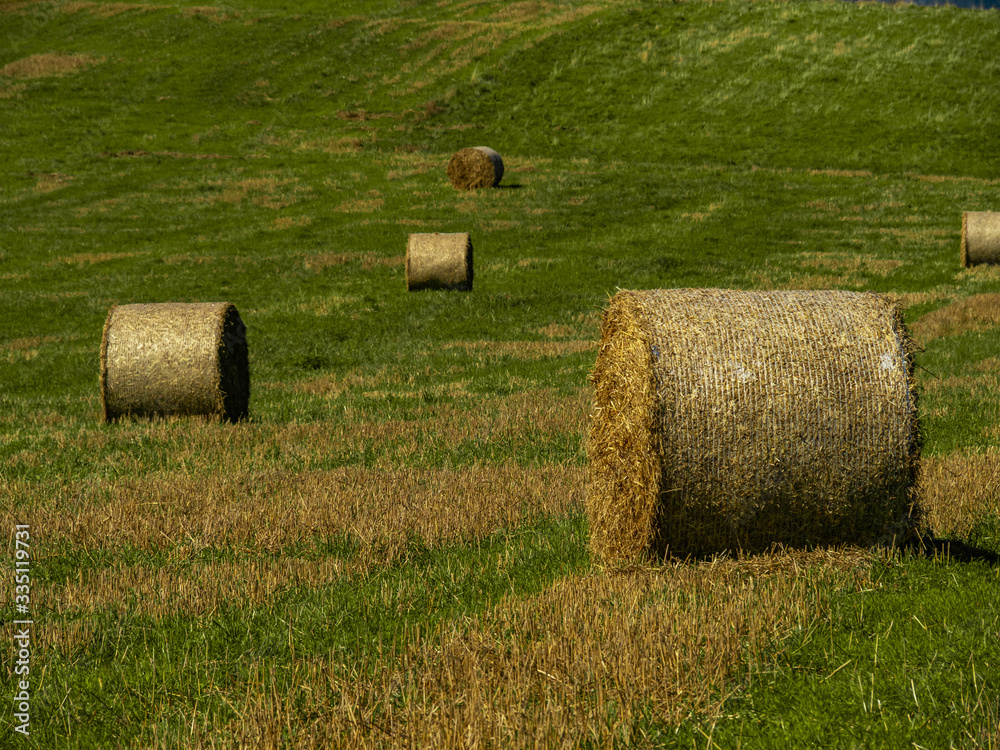 Sheaves of hay on the field, end of summer.