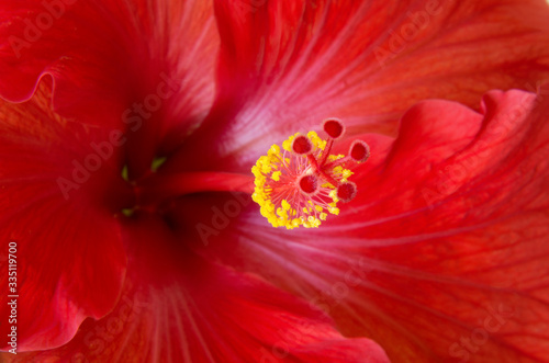 Red Hibiscus Flower Macro and Details