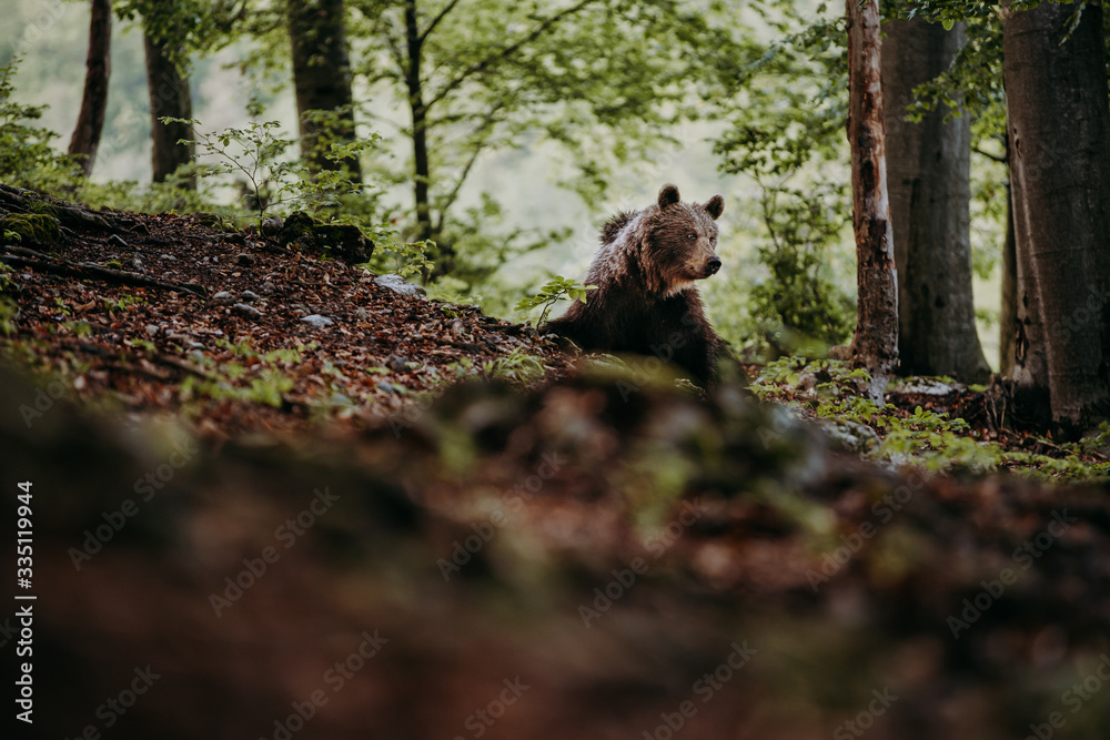 Close up wild, big Brown Bear, Ursus arctos, deep forest after sunset. Wildlife, european animal. Close up wild, big Brown Bear, Ursus arctos, deep forest after sunset. Wildlife, european animal.