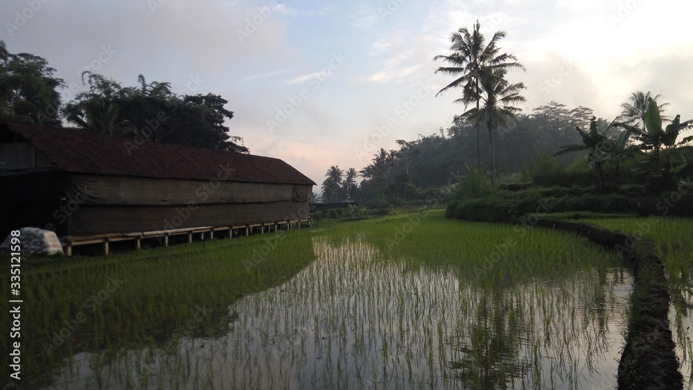 sunrise over the rice field sunrise over the rice field