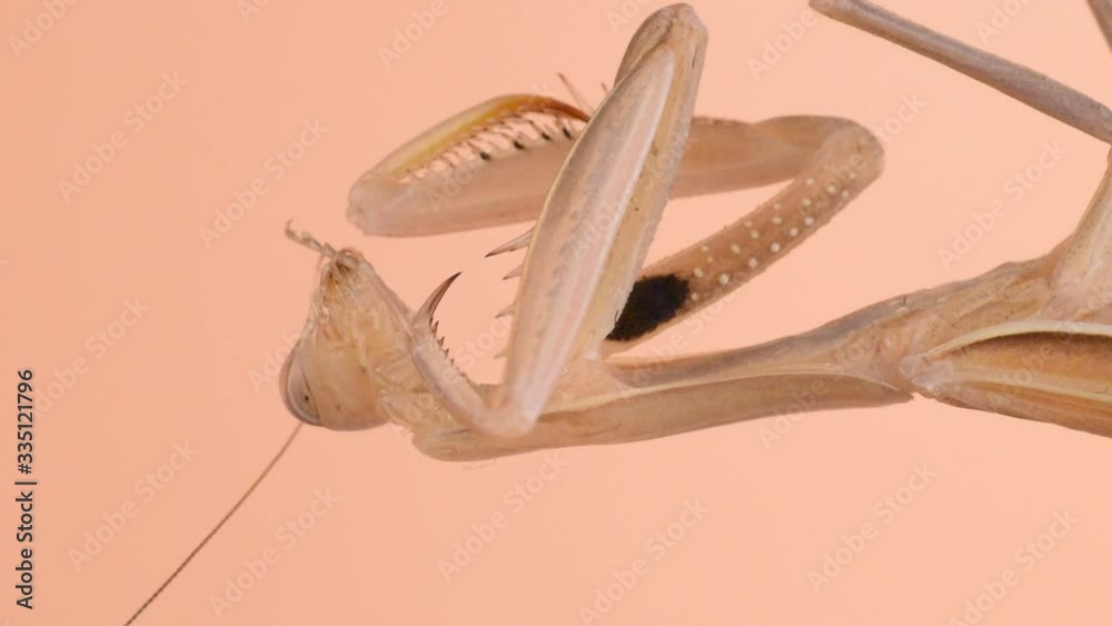 Praying mantis cleaning itself, close up Praying mantis cleaning itself, close up